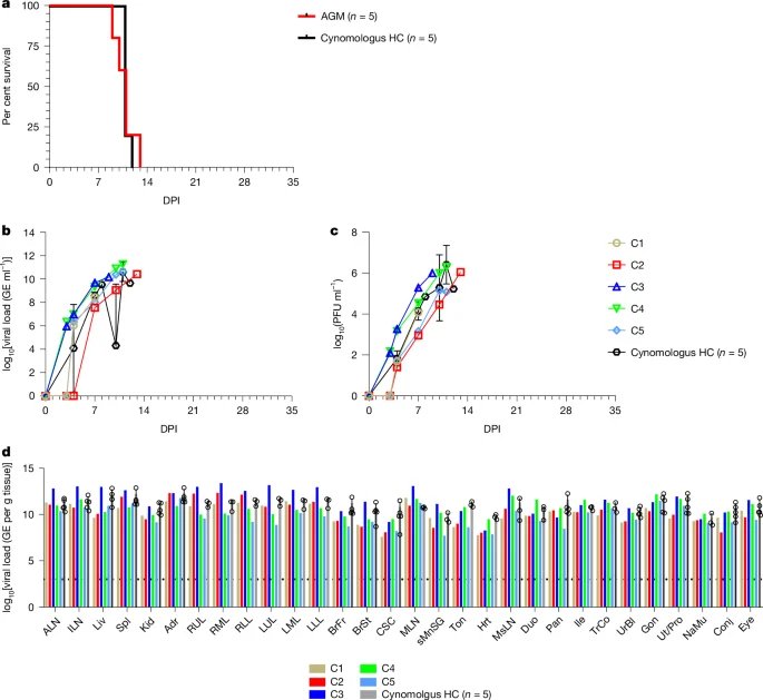Oral 4′fluorouridine rescues nonhuman primates from advanced Lassa fever - صورة مميزة صورة مميزة: Oral 4′fluorouridine rescues nonhuman primates from advanced Lassa fever