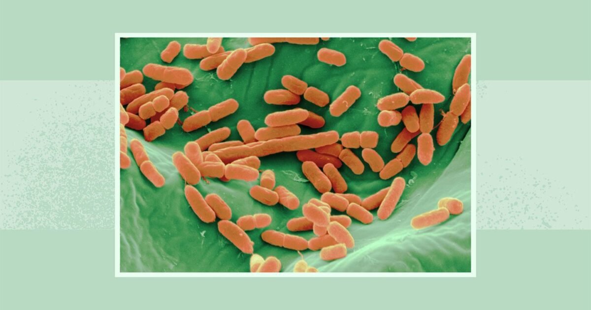 سحب جديد لبراعم الفجل في الولايات المتحدة بسبب E. coli والسالمونيلا.. FDA توسع تحذيراً غذائياً