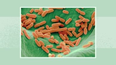 سحب براعم الفجل Robust Radish Mix (5 أونصات) بسبب احتمال E. coli والسالمونيلا